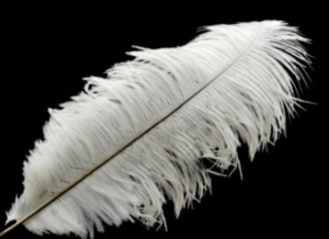 Selected Ostrich Feathers  22"-28" length